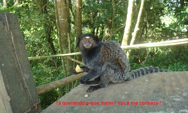 macaquinho 2