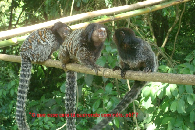 macaquinho 3