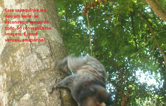 macaquinho 4