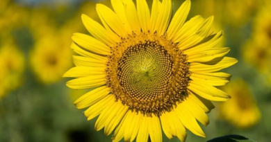 ENFIM, A PRIMAVERA CHEGOU!