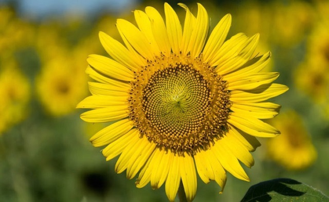 ENFIM, A PRIMAVERA CHEGOU!